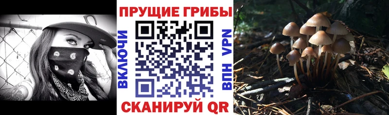 мориарти как зайти  как найти   Курск  Псилоцибиновые грибы Magic Shrooms 